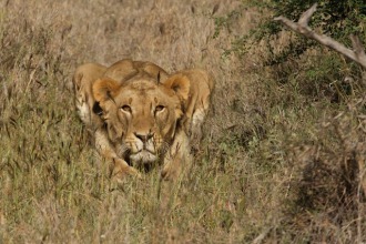 Lion in Laikipia