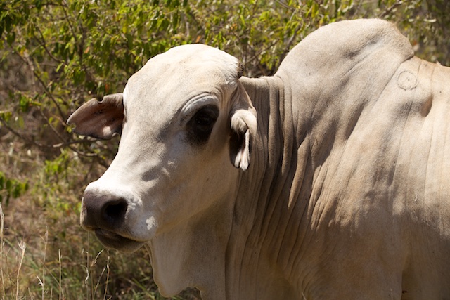 Boran cattle