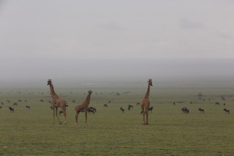Contrast of giraffes and gnus