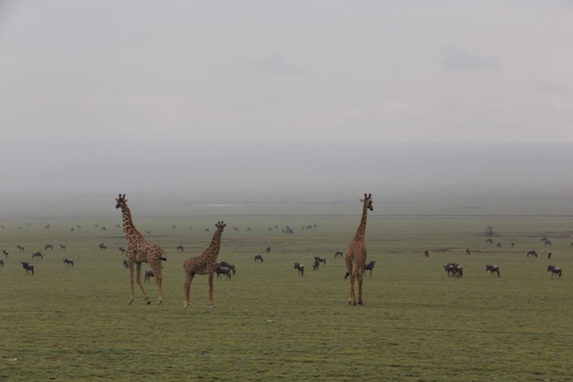 Contrast of giraffes and gnus