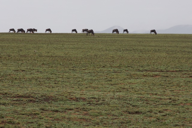 Wildebeest horizon