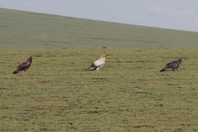 Increasingly rare Egyptian vultures