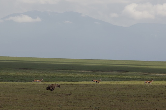 Spotted hyena and gazelles running