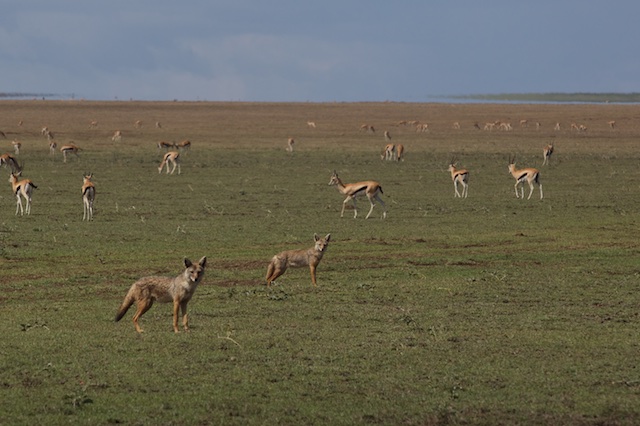 Golden jackals and Thomson's gazelles