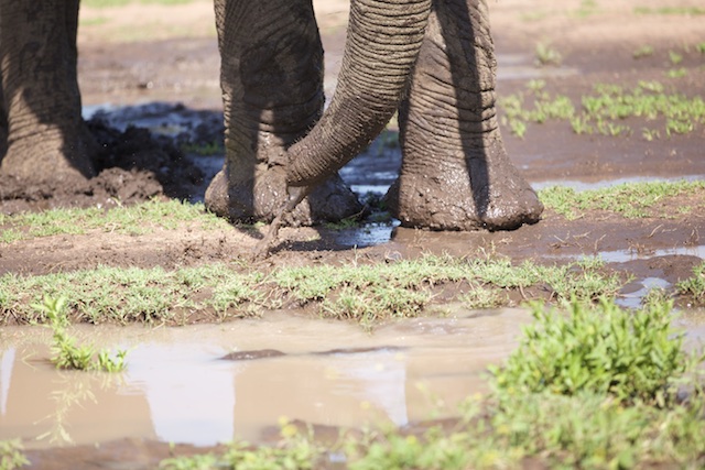 A bull elephant finds a puddle