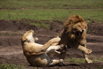 Lions mating 2