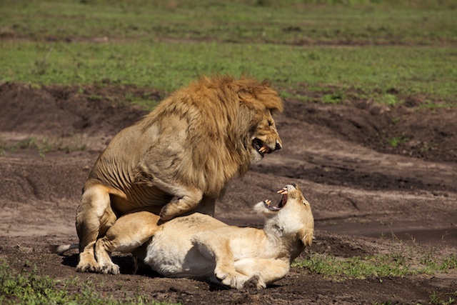 Mating lions - A Step Ahead