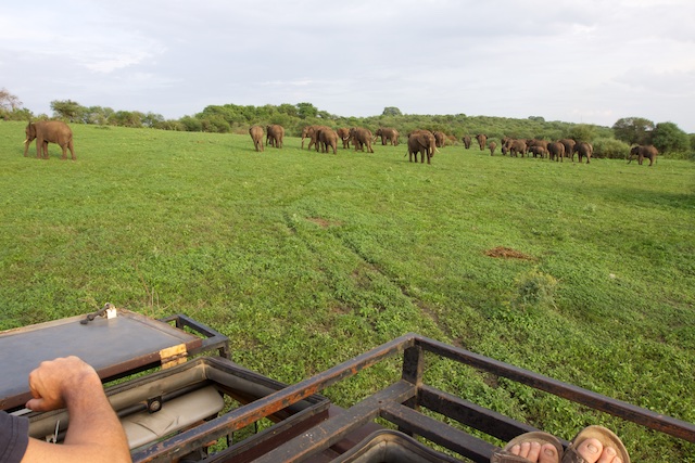 A large herd of elephants