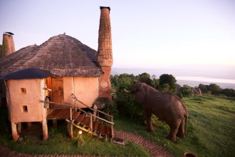 Bull elephant feeding at dawn