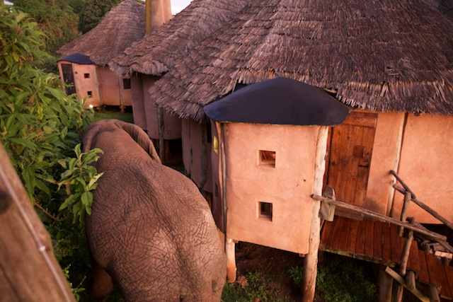 Elephant squeezes past the cottage