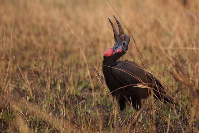 Female Abbissinian ground hornbill