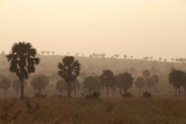 Borassus palm valley