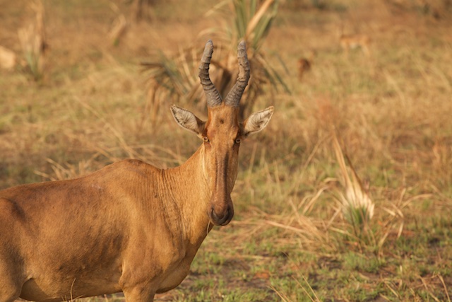 Jackson's hartebeest