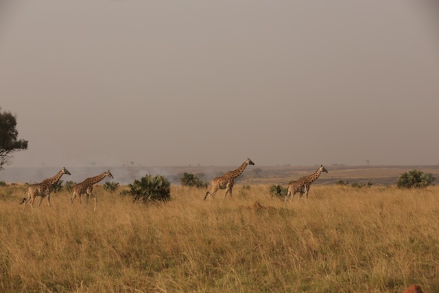 A journey of Rothschild's giraffe