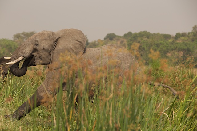 Elephant up close