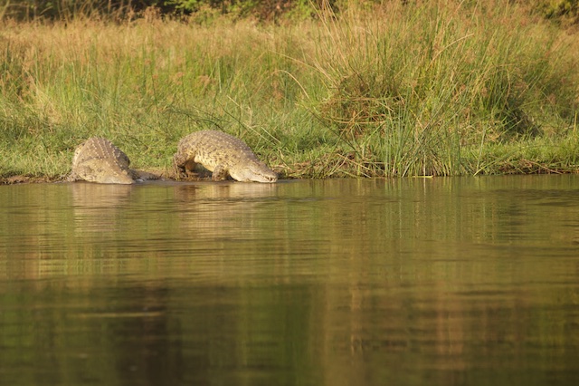 Nile crocodile basks