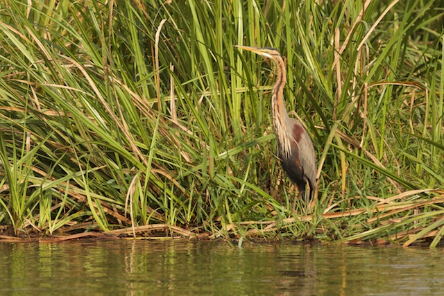 Purple heron