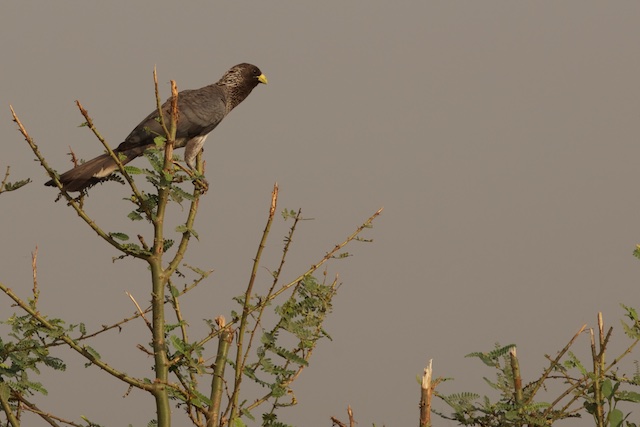 Eastern grey plantain-eater