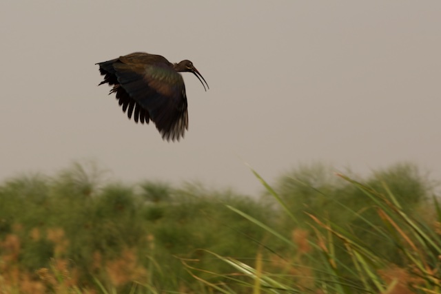 Hadada ibis in flight