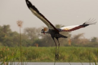 Crowned crane in flight