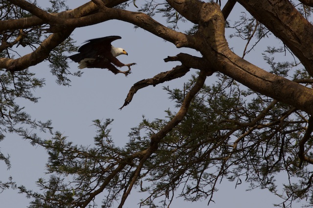 African fish eagle lands