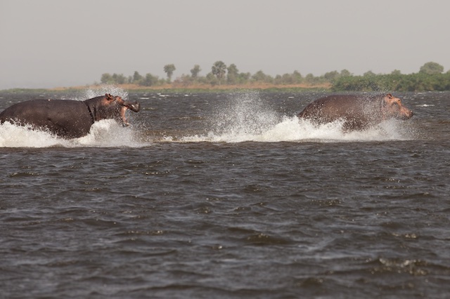 Hippo dash