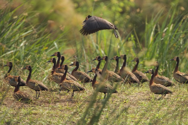 Whistling duck lands