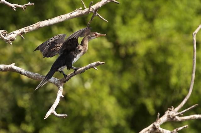 Long-tailed cormorant