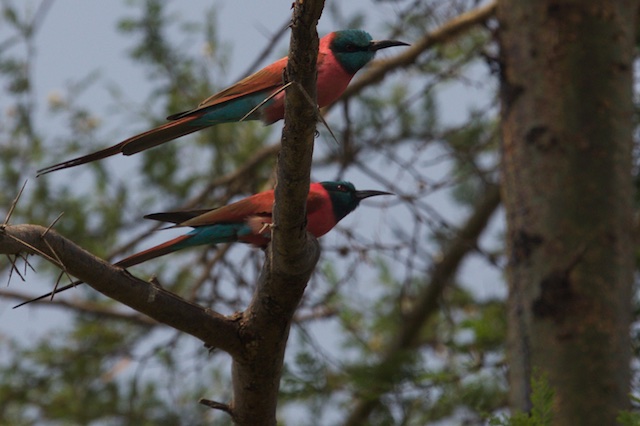 Northern carmine bee-eaters