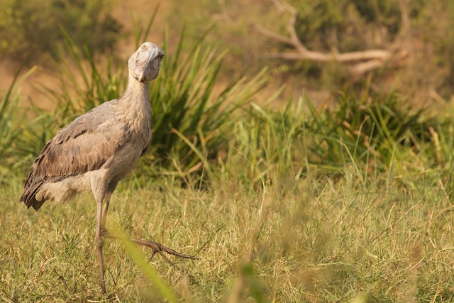 Shoebill strut