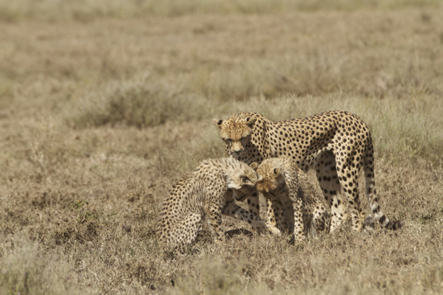 Cheetah cubs looking at the fawn