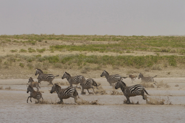 Zebras