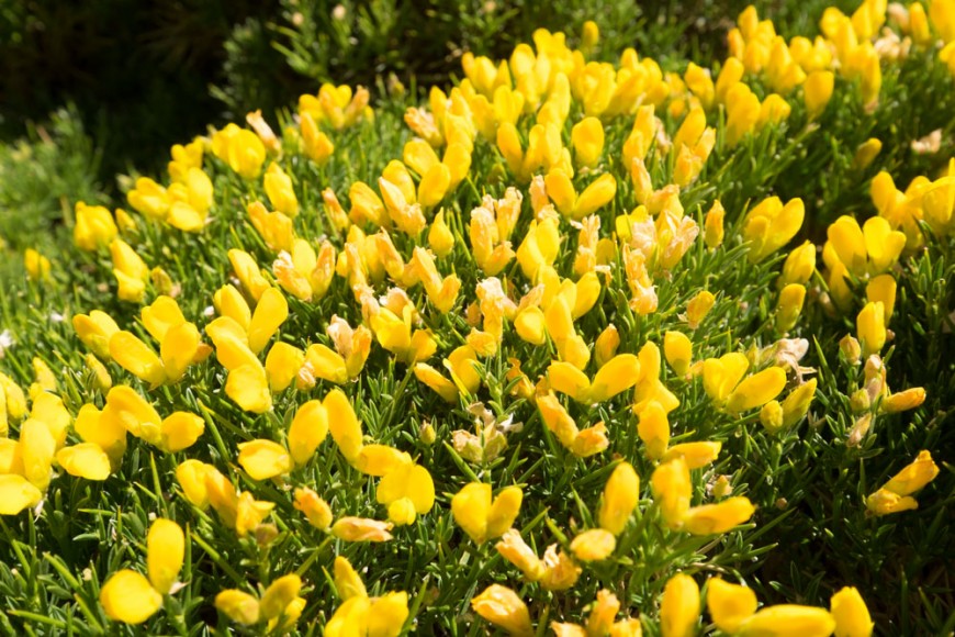 gorse