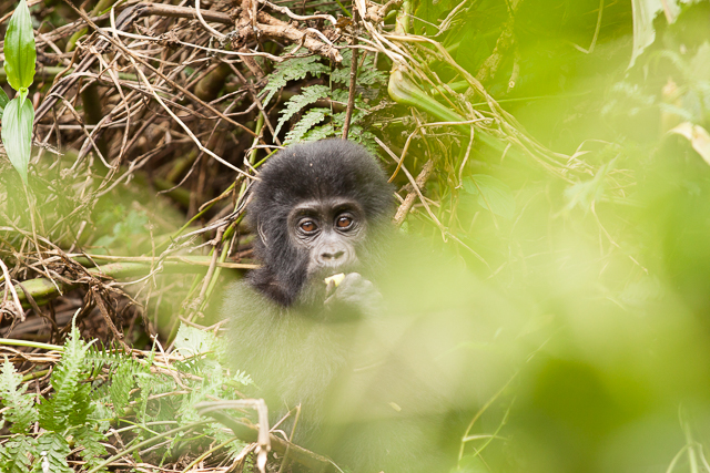 An infant gorilla peeks
