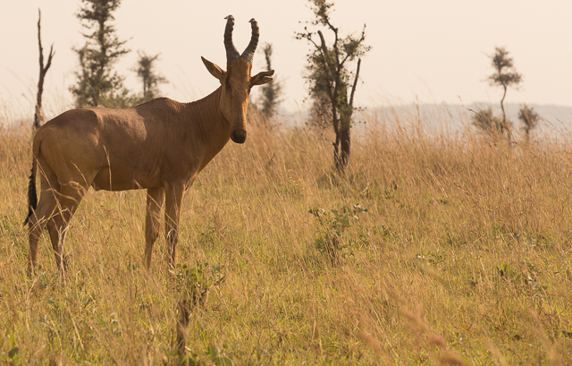 Jackson's hartebeest