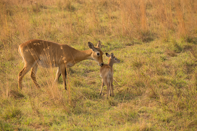 Uganda kob and calf