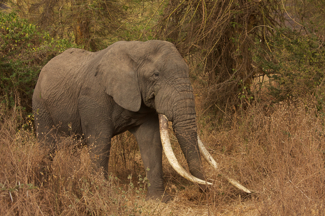 Big tusker bull