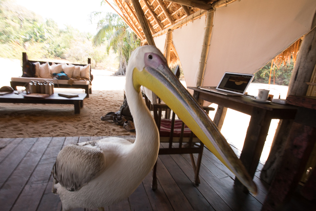 Big bird close up