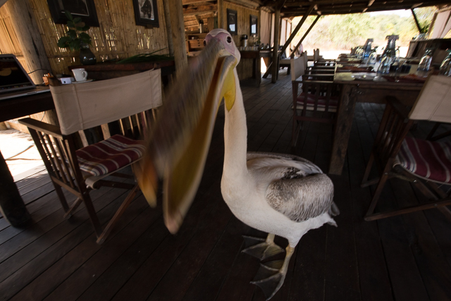 Big bird close up