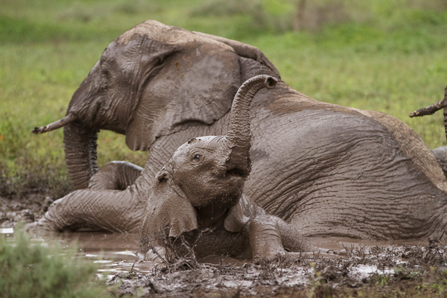 Elephant and bliss