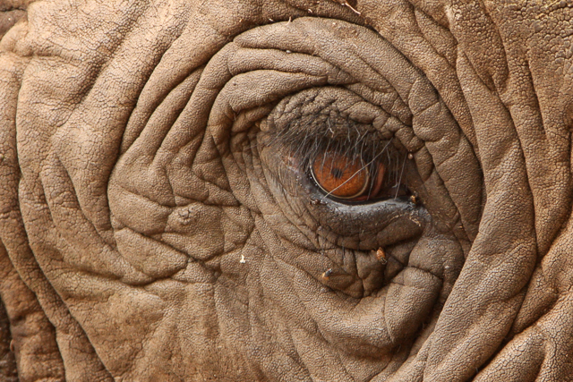 Elephant's eye