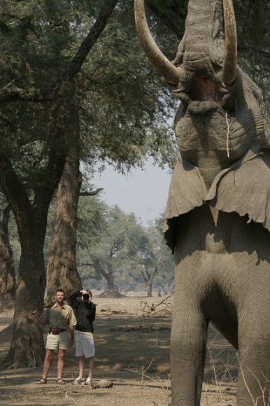 Dave and guest with bull elephant at Mana Pools