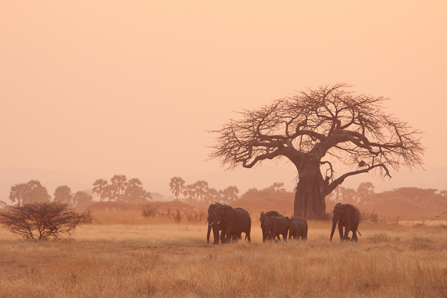 Elephants and a baobab tree