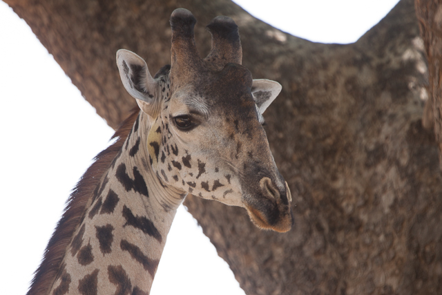 Masai giraffe head