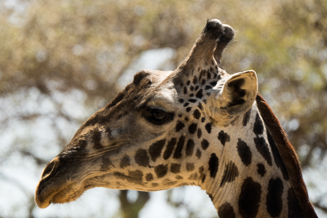 Masai giraffe head