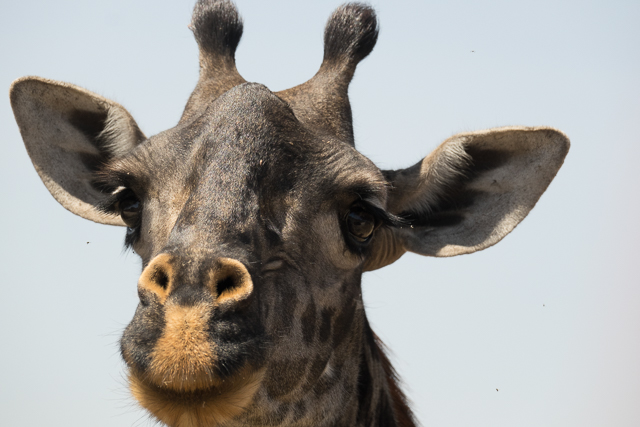 Masai giraffe face