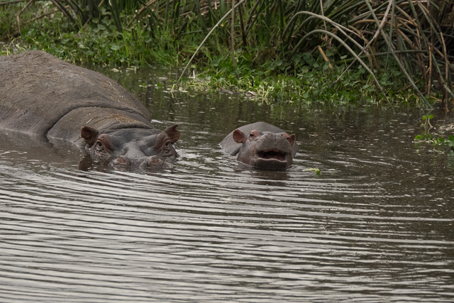 mother and calf