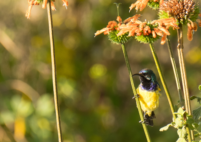 Sunbird on a Lion's paw stalk