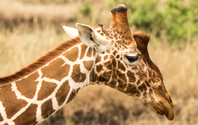 Reticulated giraffe head