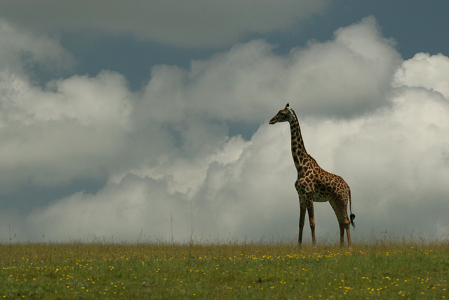 Masai giraffe in the Serengeti
